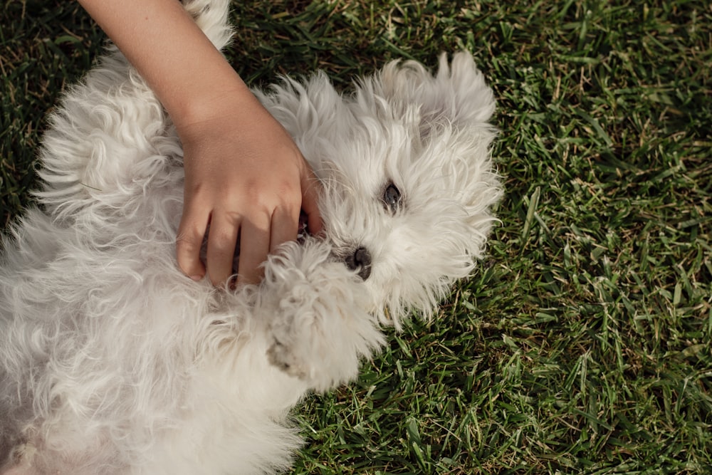 a small white dog laying on top of a lush green field