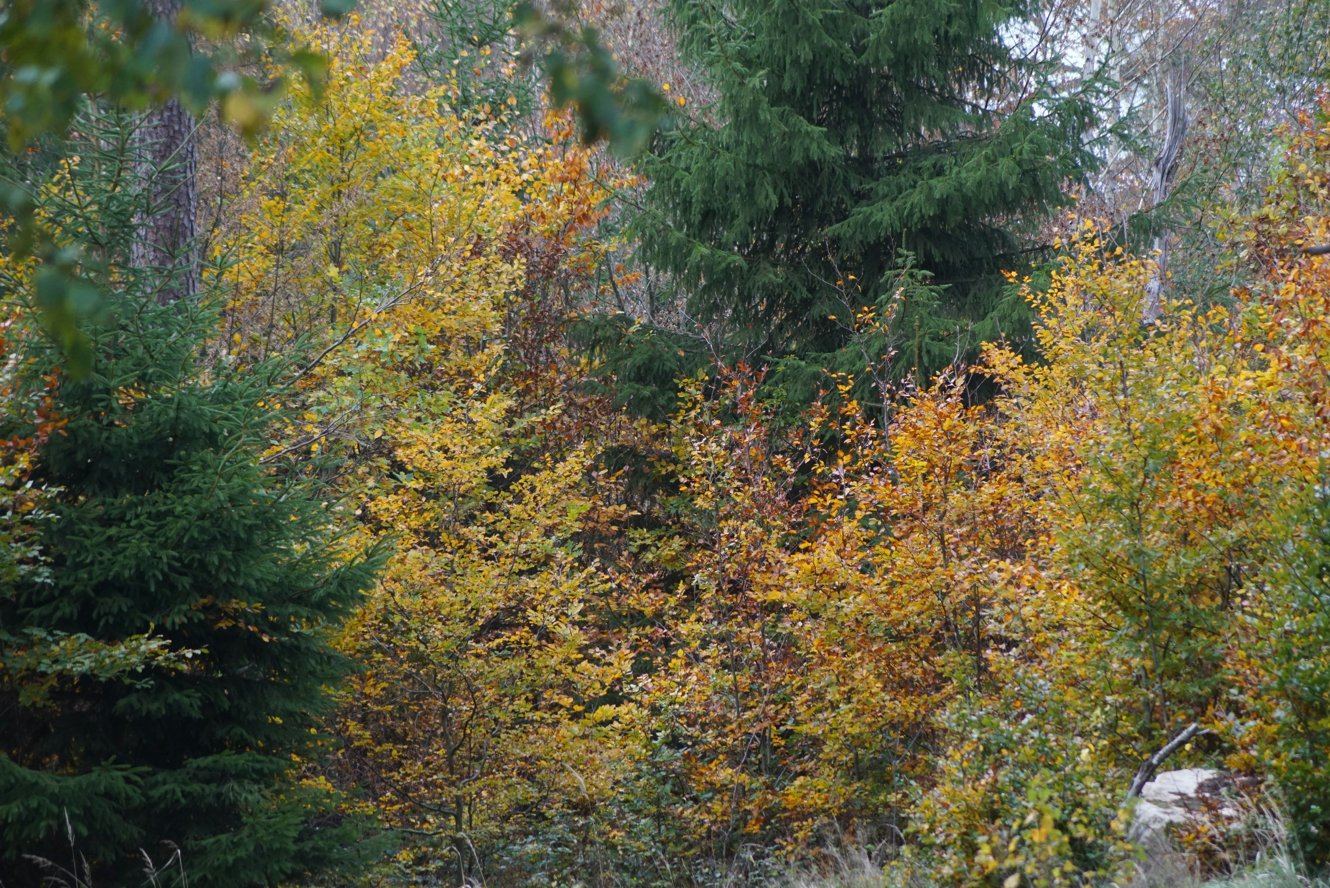 Photo by hansjuergenbraun