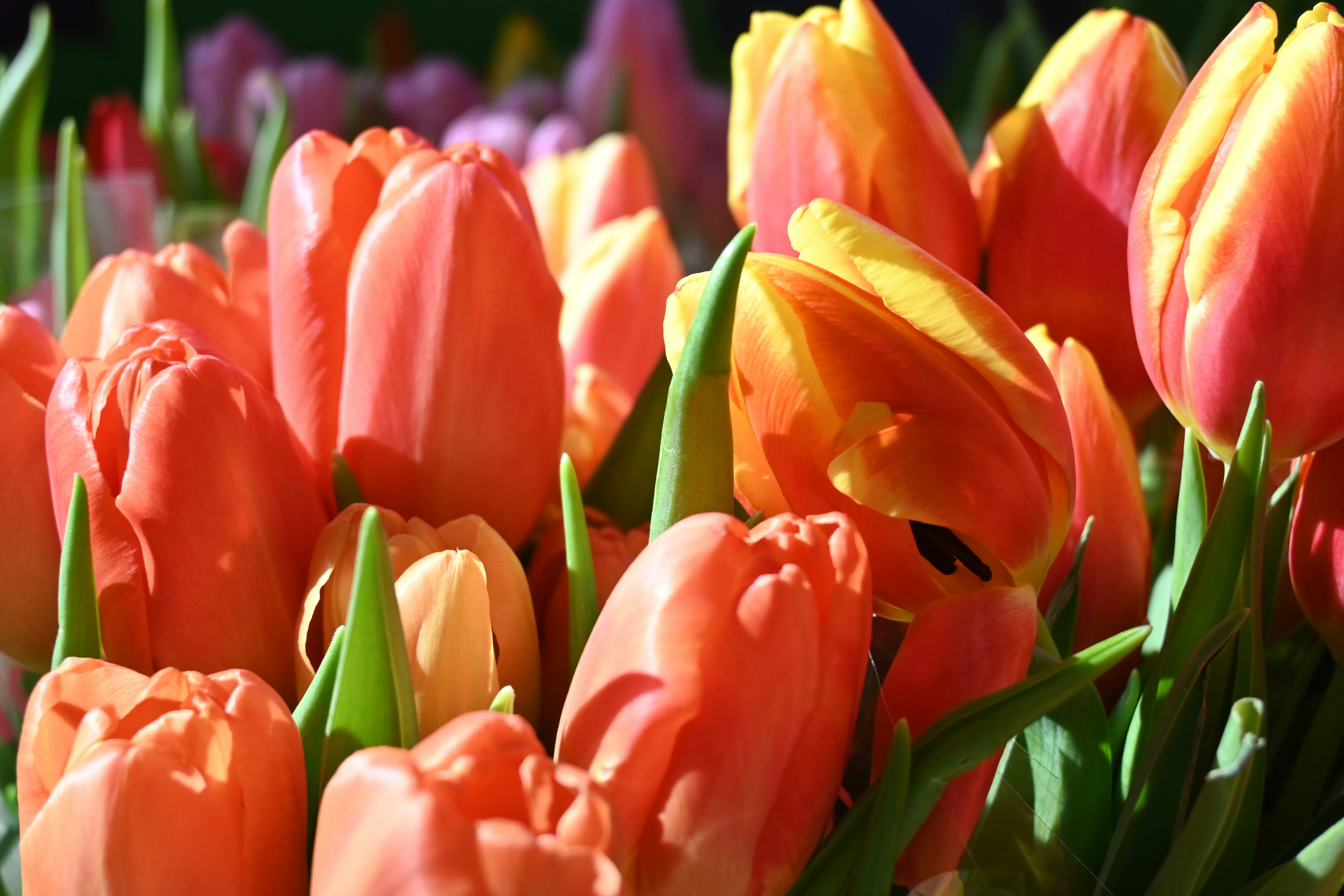 Photo by karolinabobek