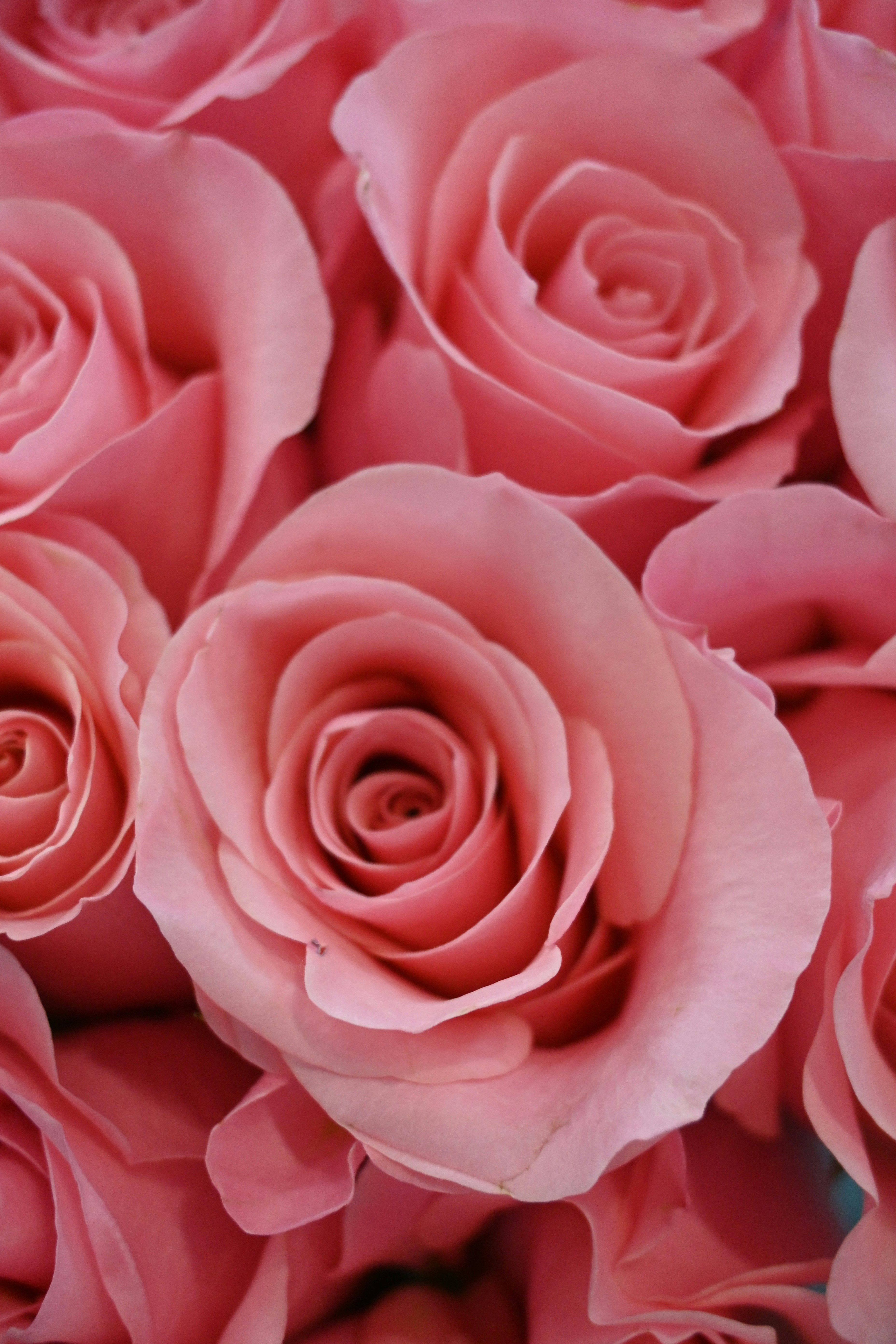 a bunch of pink roses that are close together