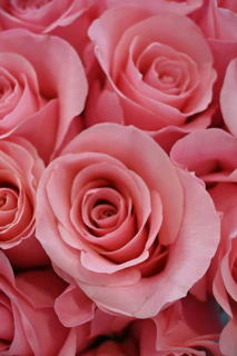 a bunch of pink roses that are close together