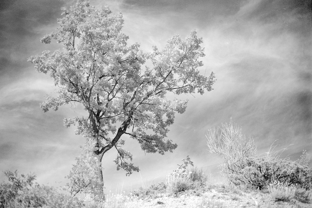 a black and white photo of a tree in a field