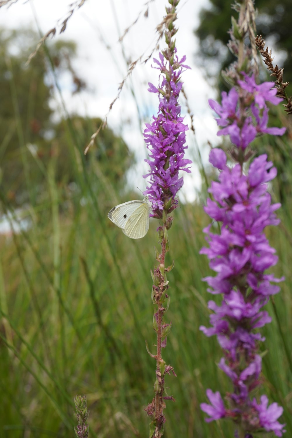 a white butterfly sitting on a purple flower