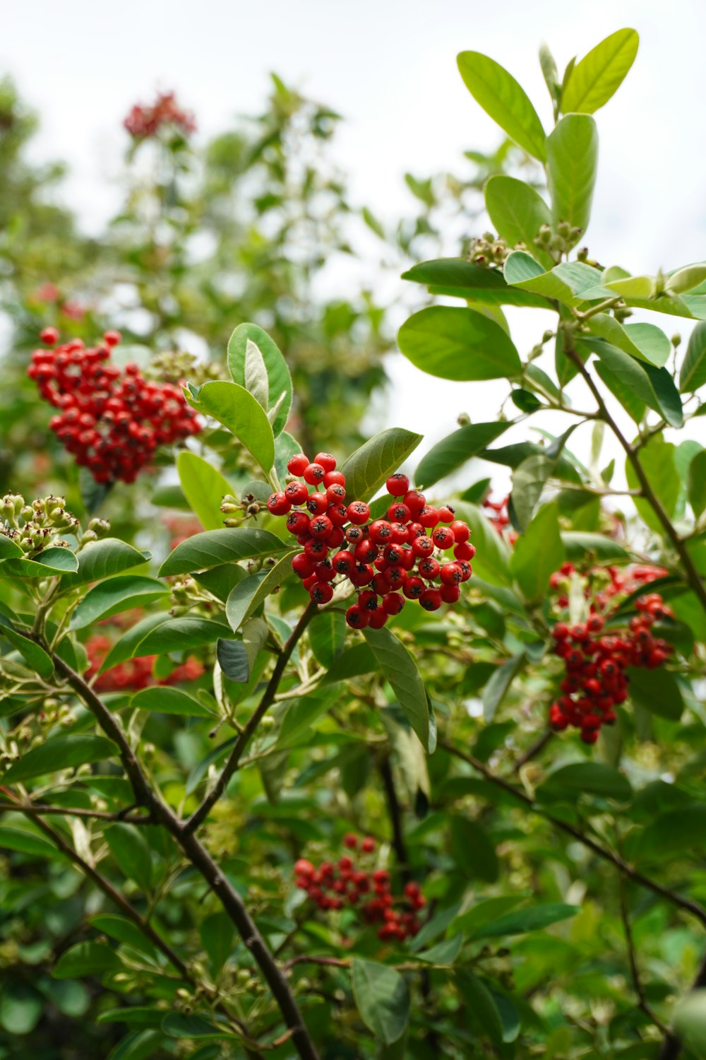 un buisson avec des baies rouges et des feuilles vertes