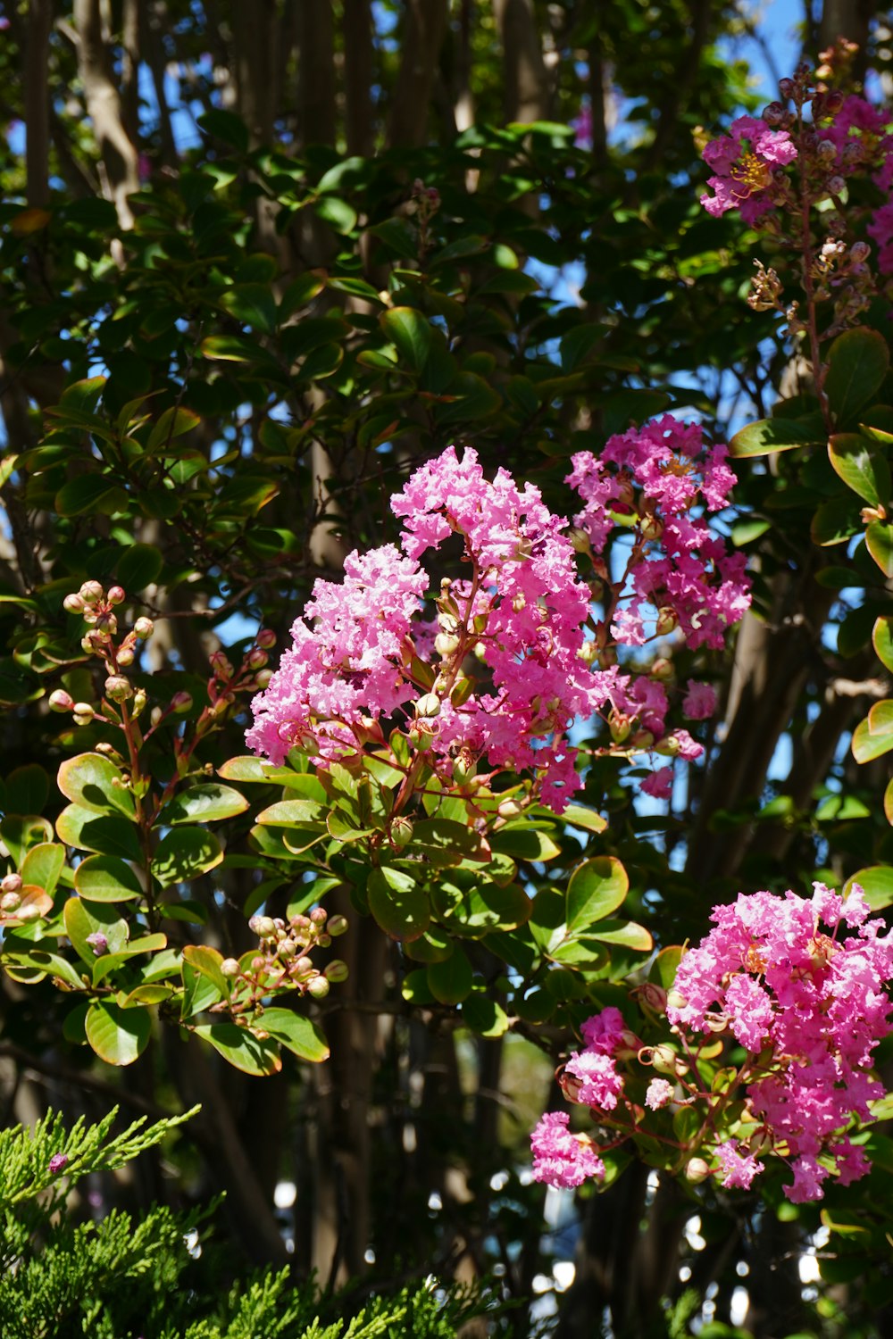 pink flowers are blooming on a tree