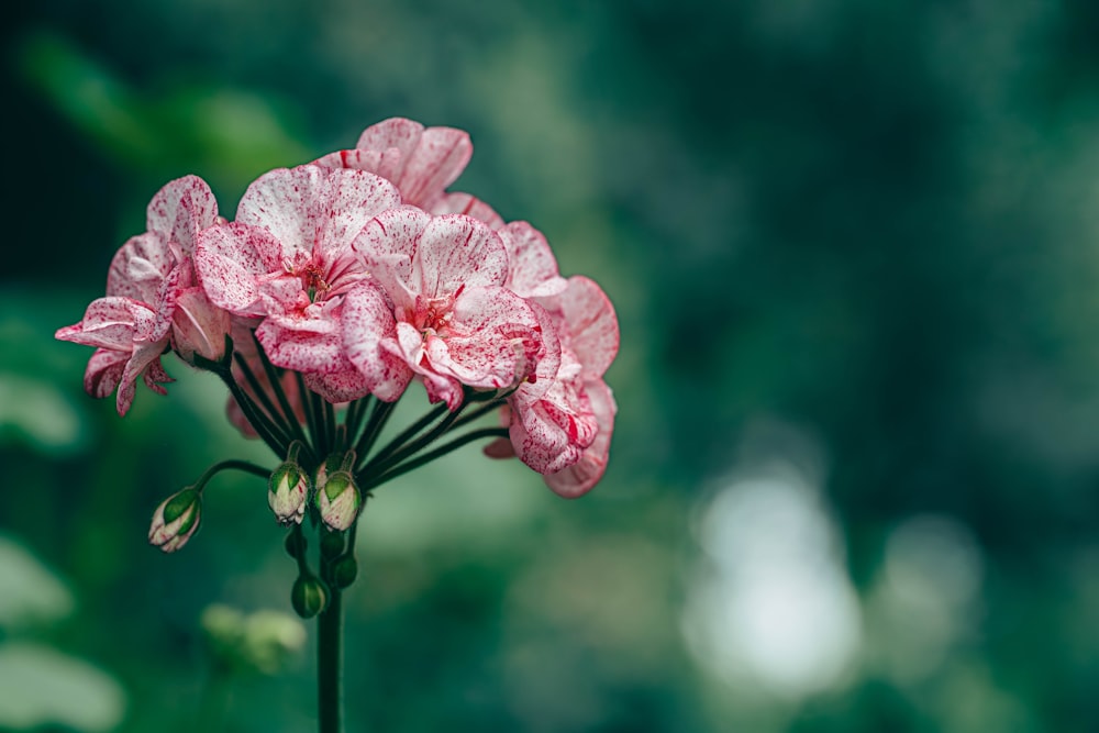 a pink flower with water droplets on it