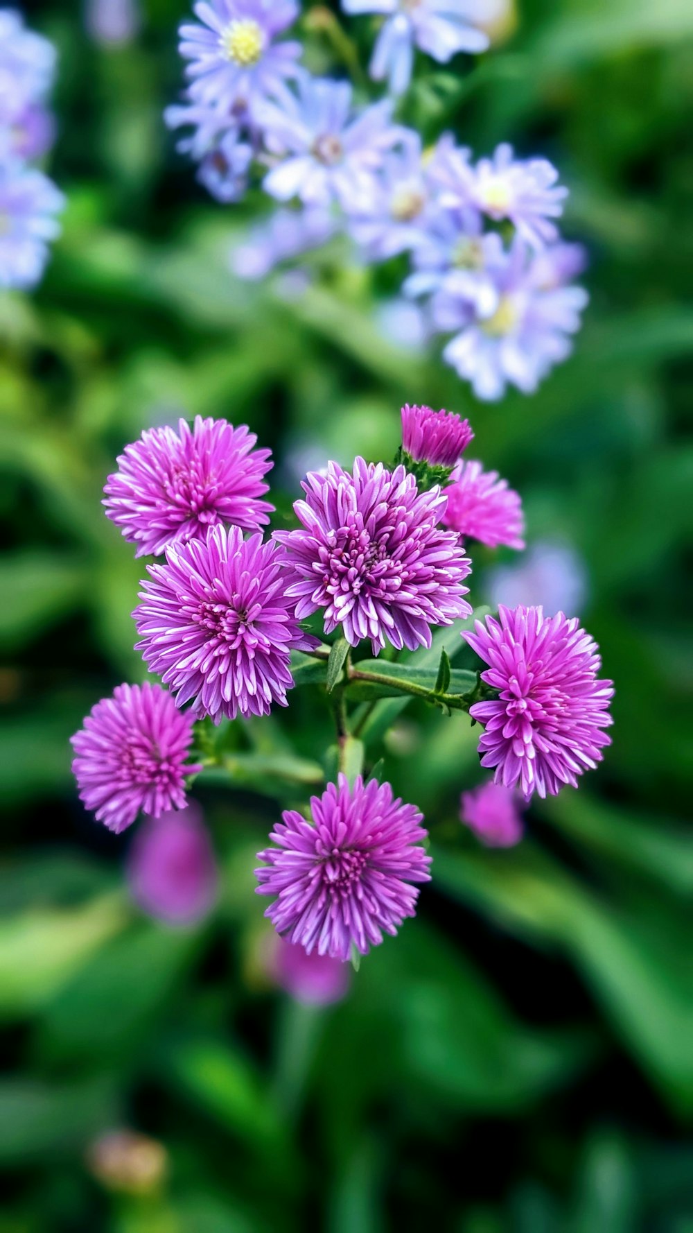 a bunch of flowers that are in the grass