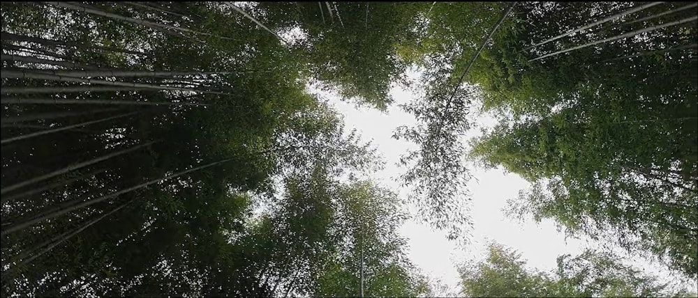 looking up into the canopy of a bamboo forest