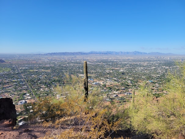 a view of a city and a cactus in the foreground