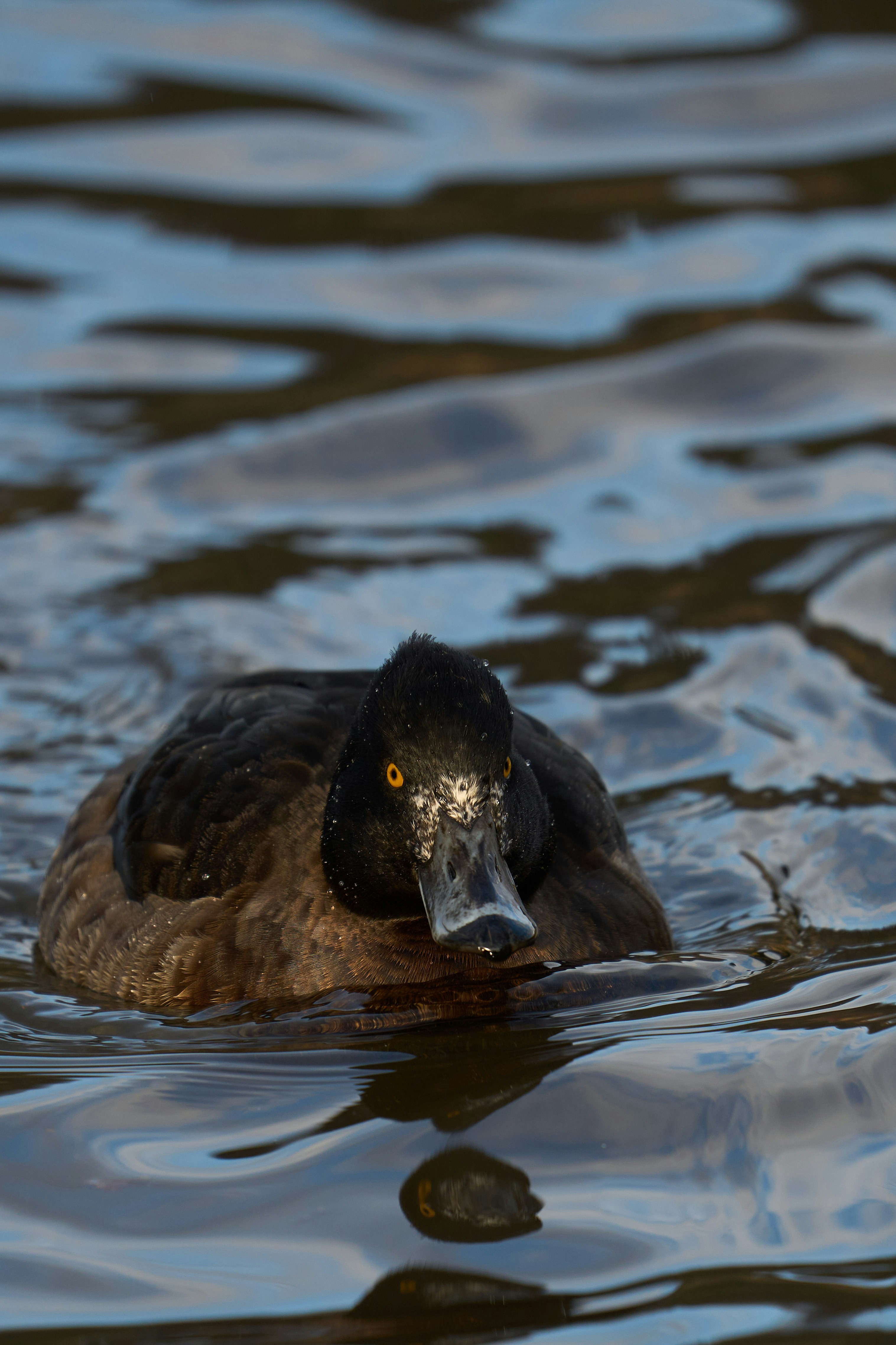 Photo by wolfgang_hasselmann