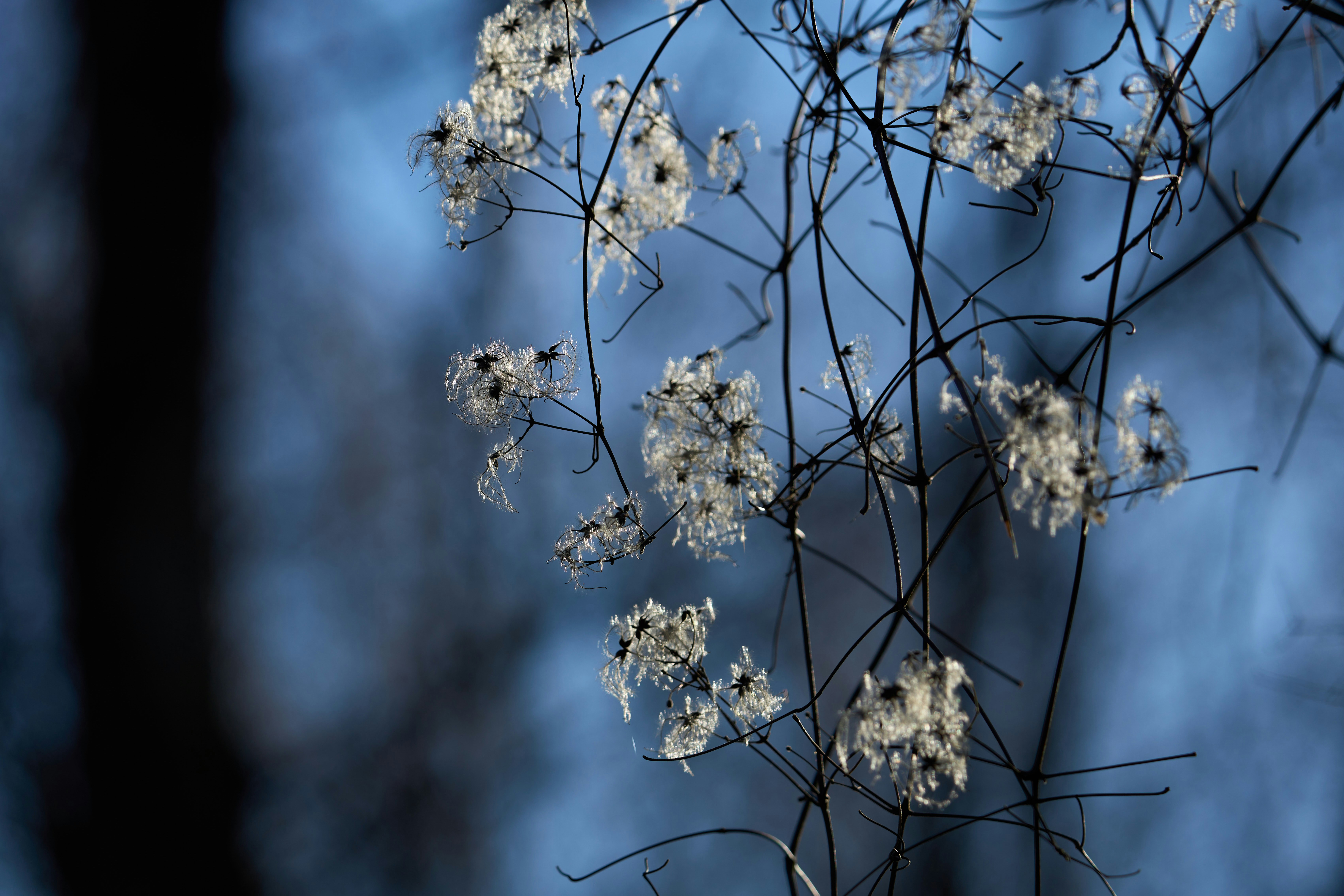 Photo by wolfgang_hasselmann