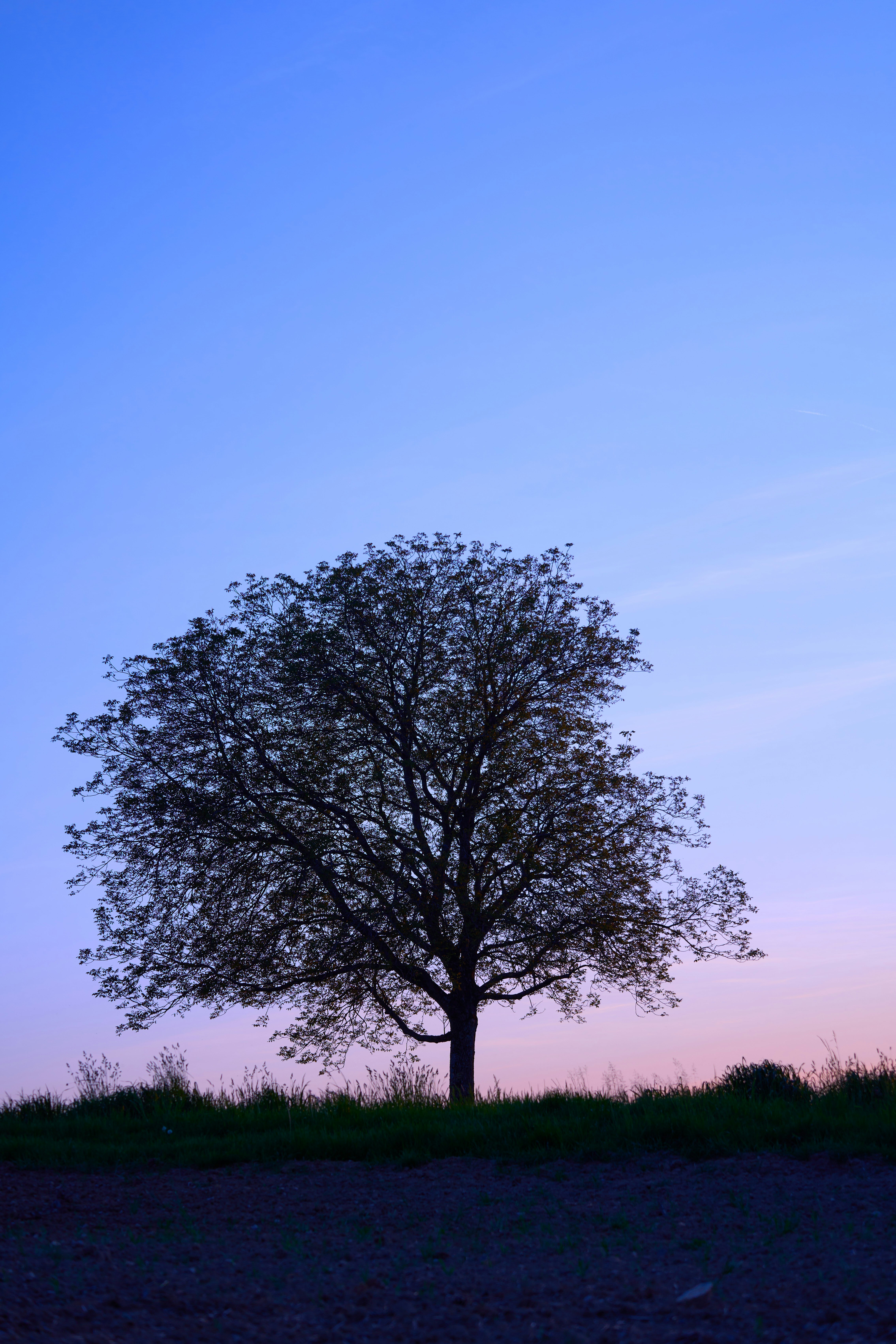 Photo by wolfgang_hasselmann