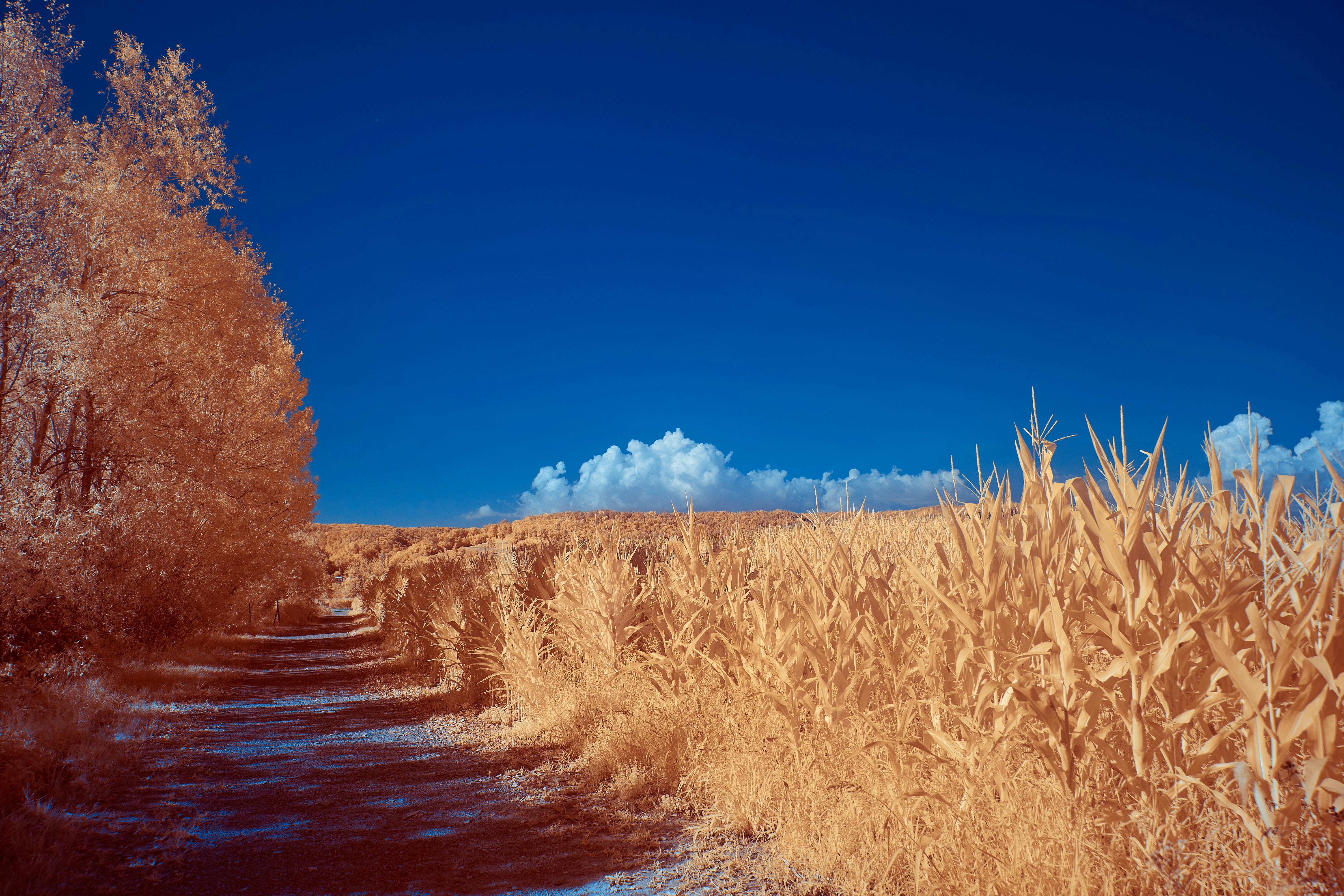 Photo by wolfgang_hasselmann