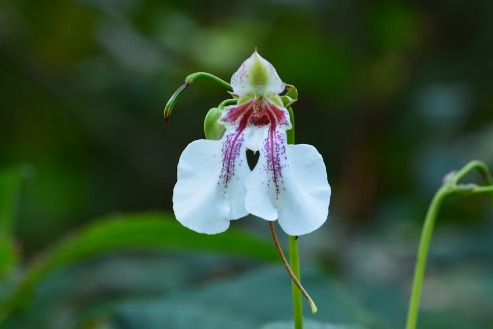 a close up of a flower with a blurry background