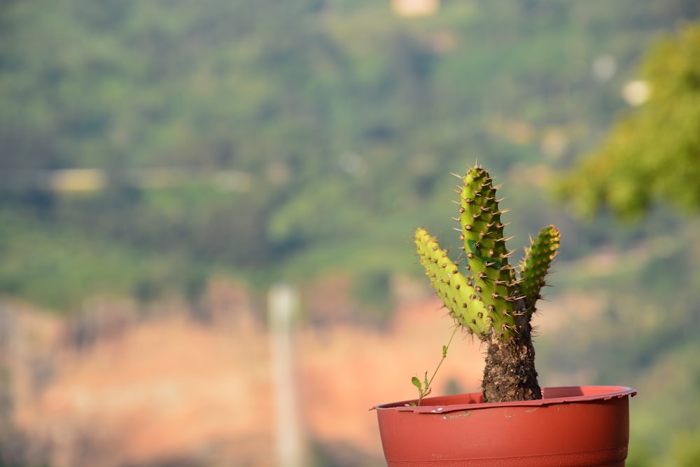 a small green plant in a red pot
