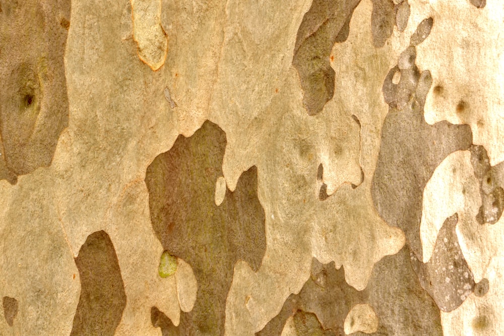 a close up of the bark of a tree