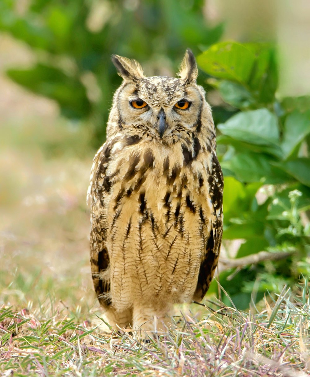 an owl is standing in the grass near a bush