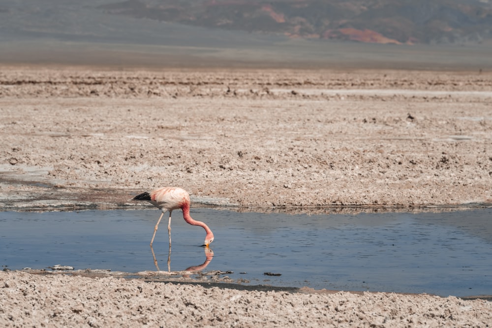 a flamingo drinking water from a pond in the desert