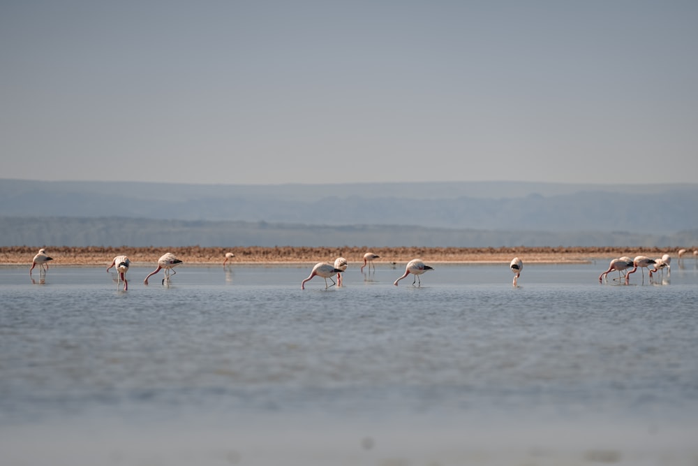 a group of flamingos wading in shallow water