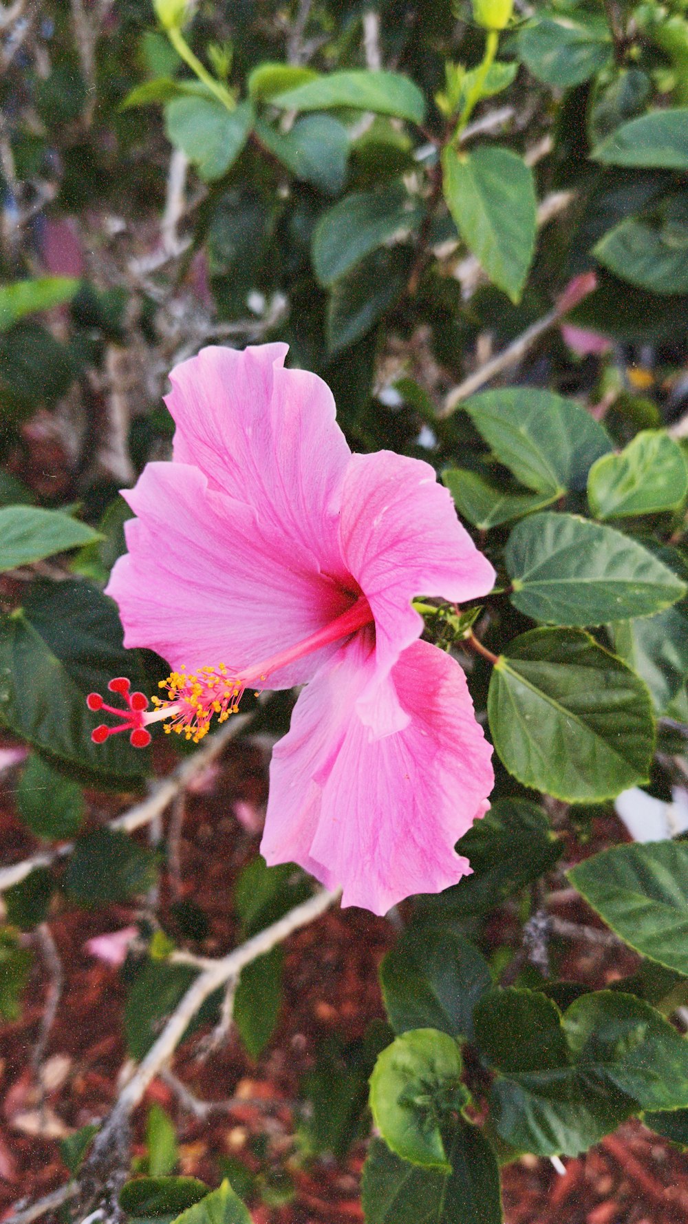 a pink flower is blooming on a bush