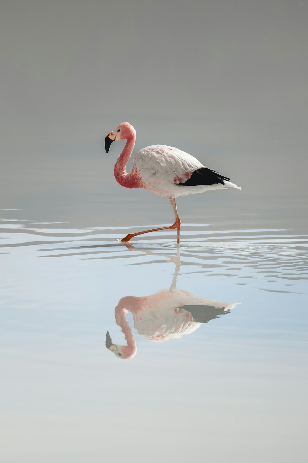 a flamingo walking across a body of water