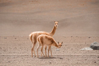 a couple of small animals standing on top of a dirt field