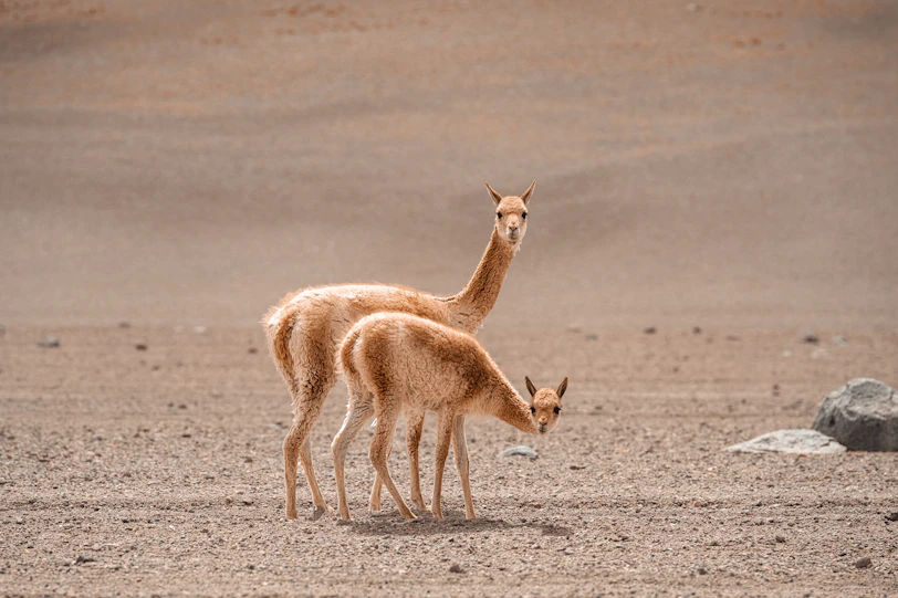 a couple of small animals standing on top of a dirt field