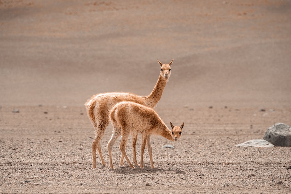 a couple of small animals standing on top of a dirt field