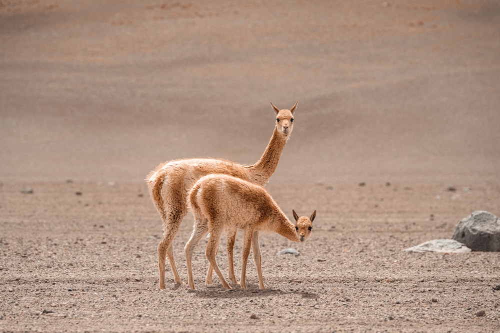 un paio di piccoli animali in piedi in cima a un campo di terra