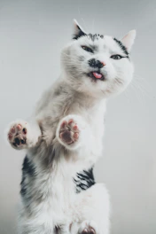 a white and black cat standing on its hind legs