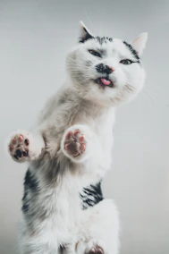 a white and black cat standing on its hind legs