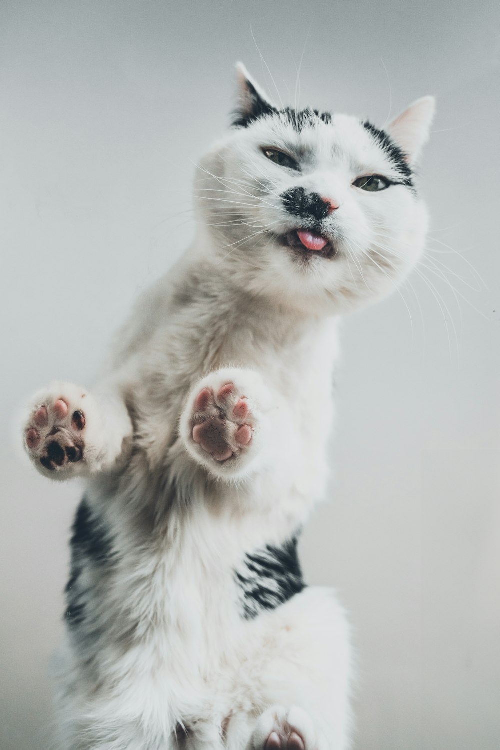 a white and black cat standing on its hind legs