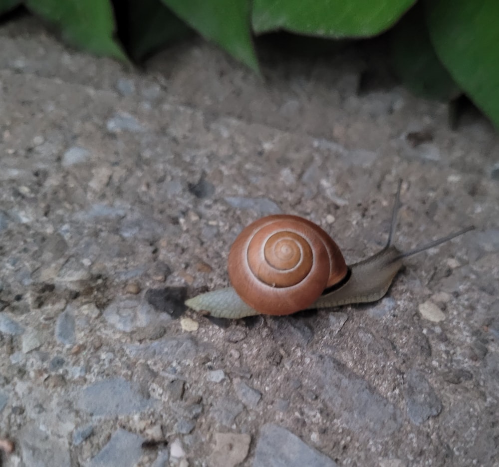 a snail crawling on the ground next to a plant