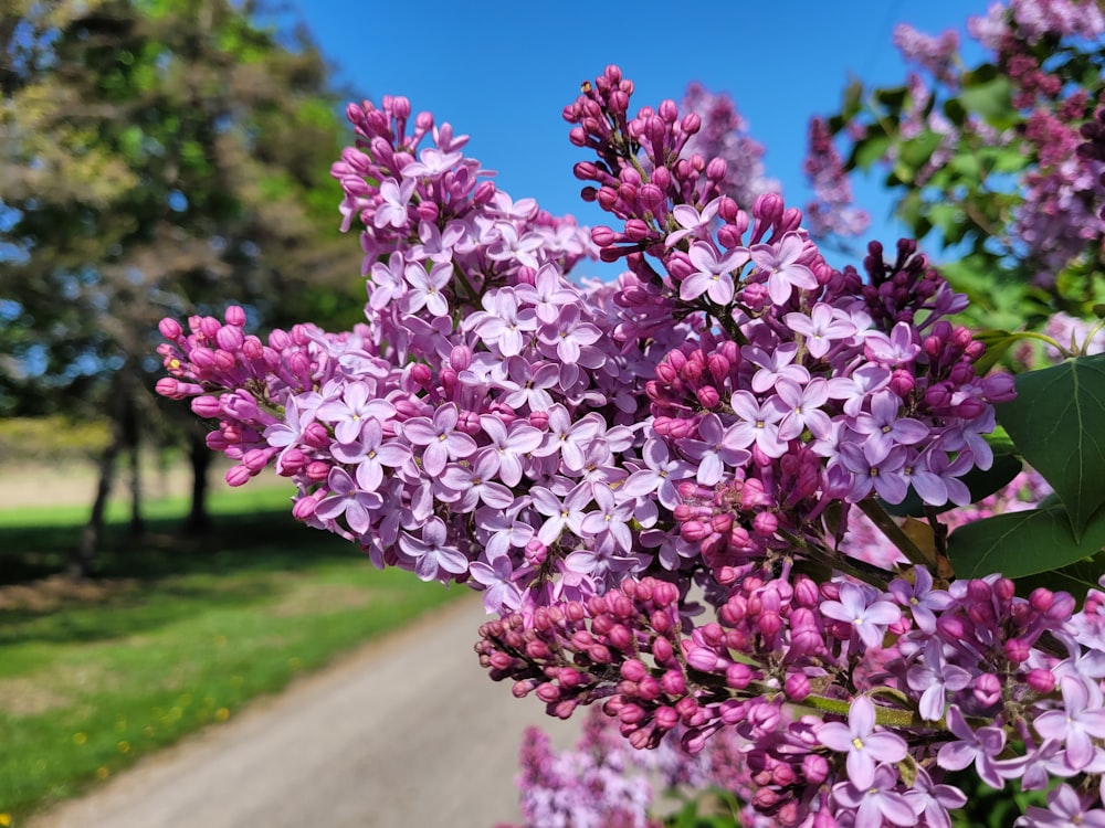 a bunch of purple flowers on a bush by a road