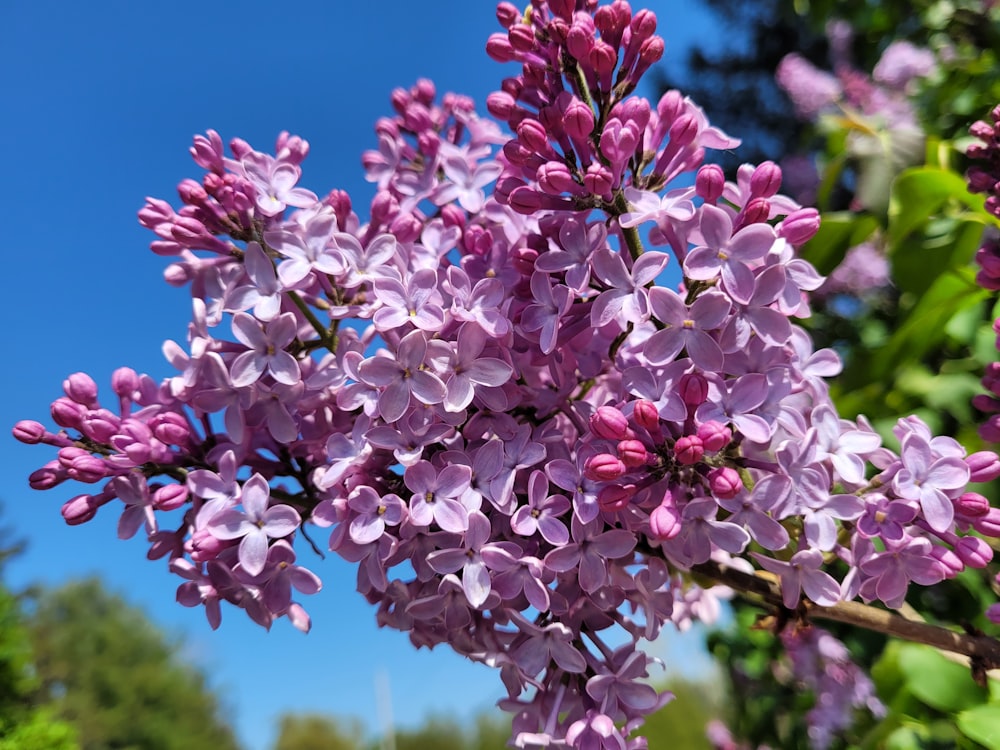 a close up of a bunch of purple flowers