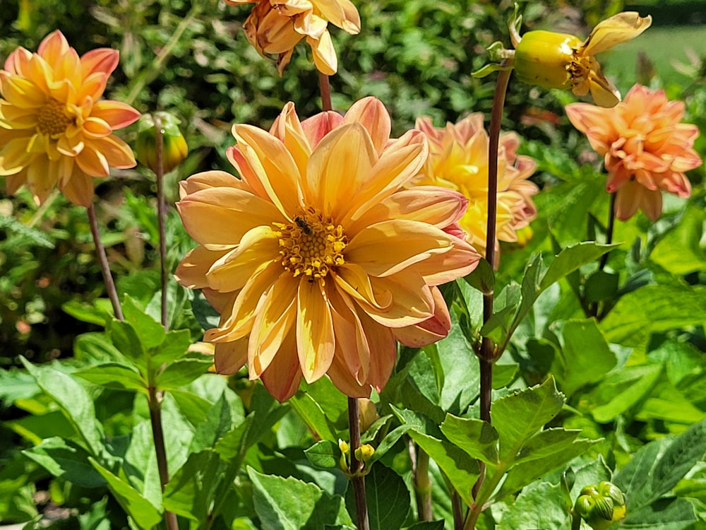 a bunch of flowers that are in the grass