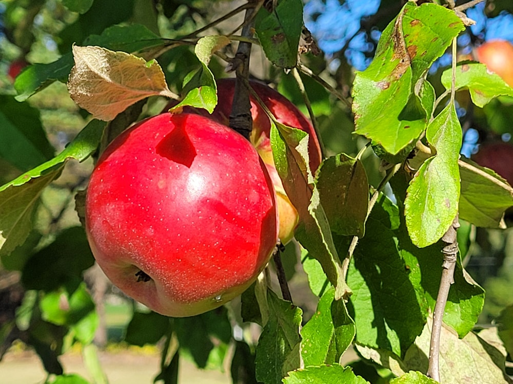 a close up of an apple on a tree