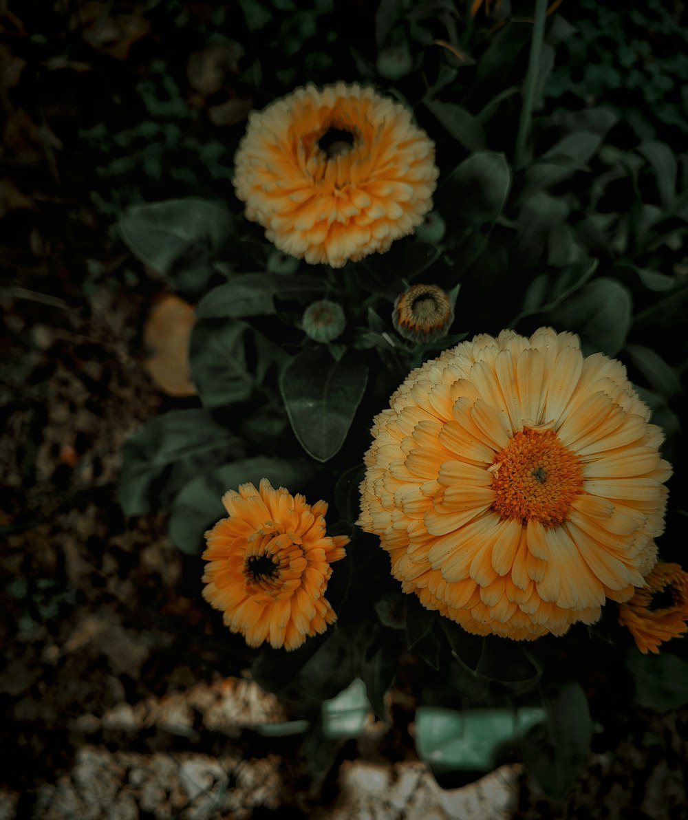 a group of yellow flowers sitting on top of a lush green field