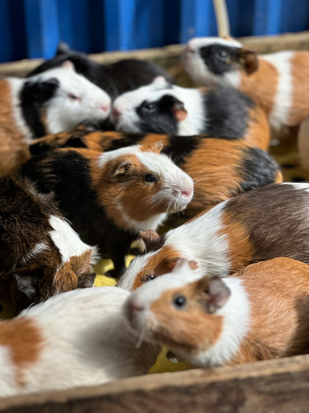 a group of guinea pigs in a wooden box