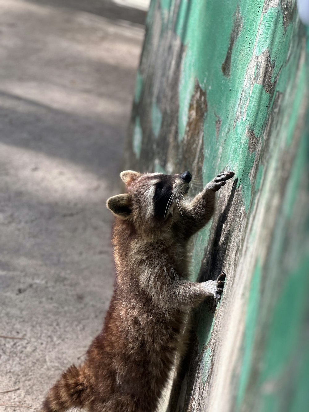 a raccoon climbing up the side of a green wall