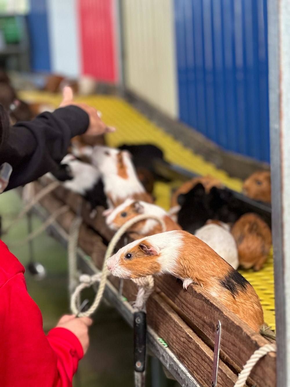 a woman in a red jacket petting a group of guinea pigs