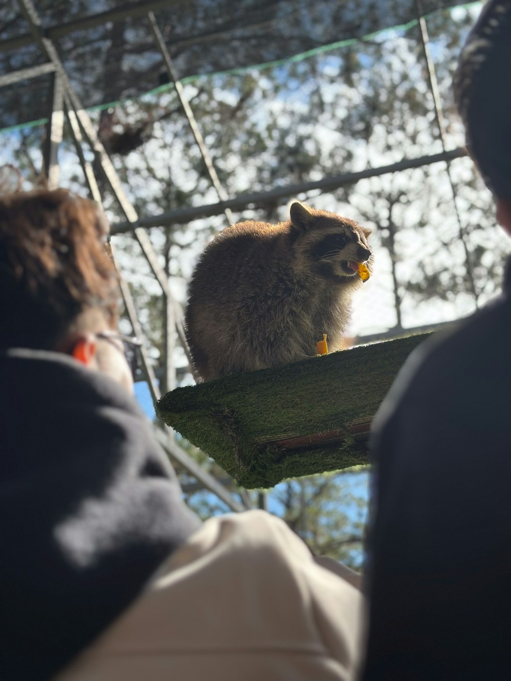 a raccoon sitting on top of a piece of wood