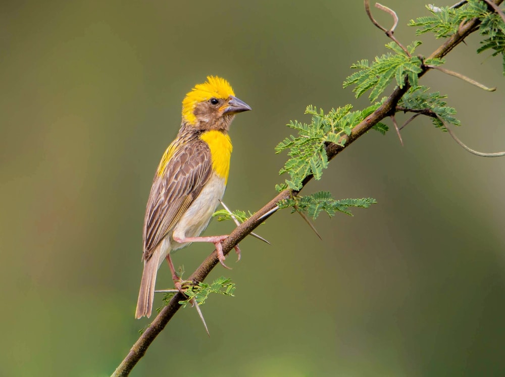 um pequeno pássaro amarelo e cinza empoleirado em um galho