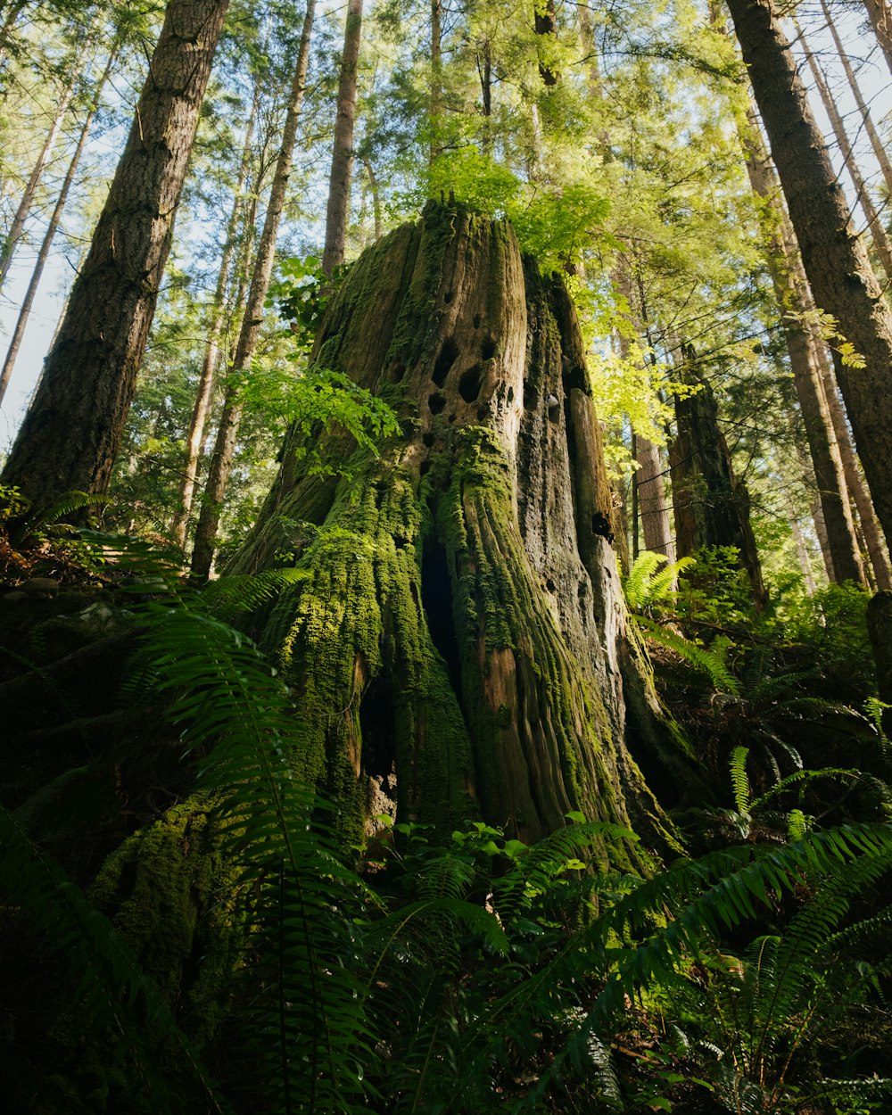 숲 한가운데에 있는 큰 나무