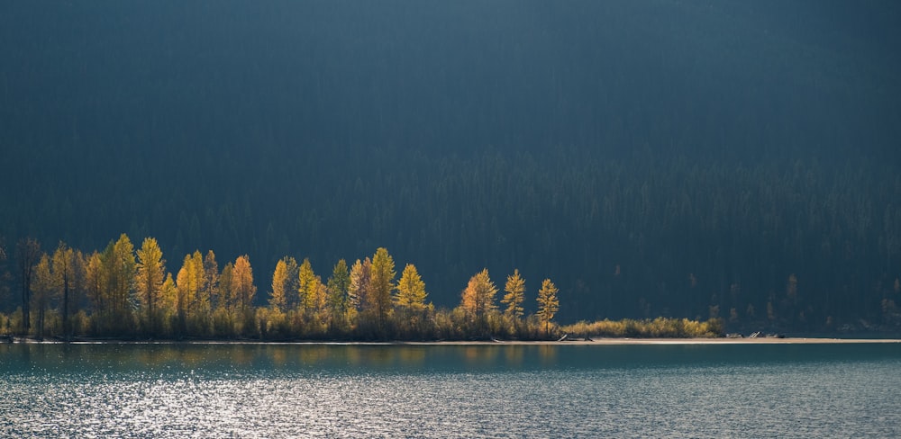 a large body of water surrounded by trees