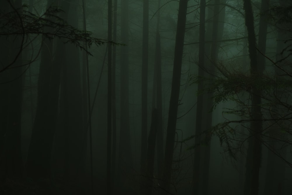 a forest filled with lots of trees covered in fog