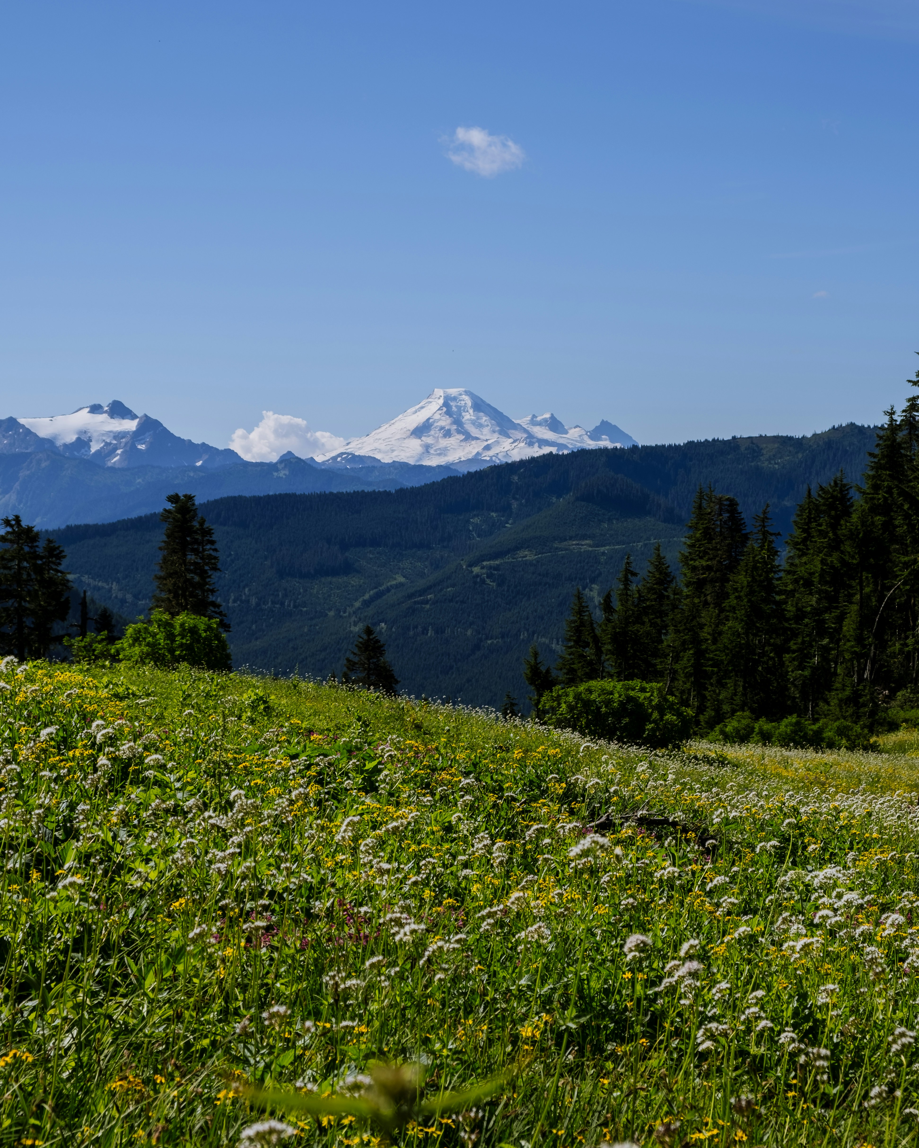 a field of wildflowers with mountains in the background