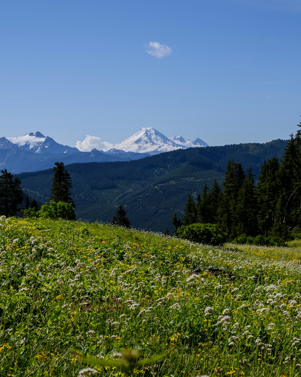 a field of wildflowers with mountains in the background