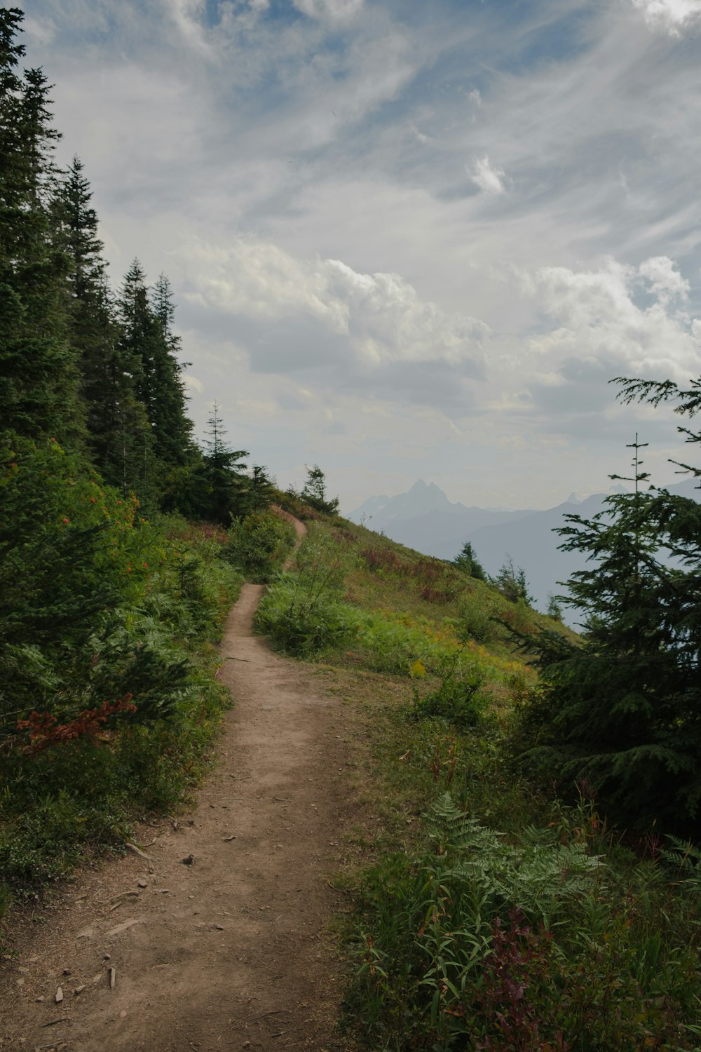 a dirt path in the middle of a forest