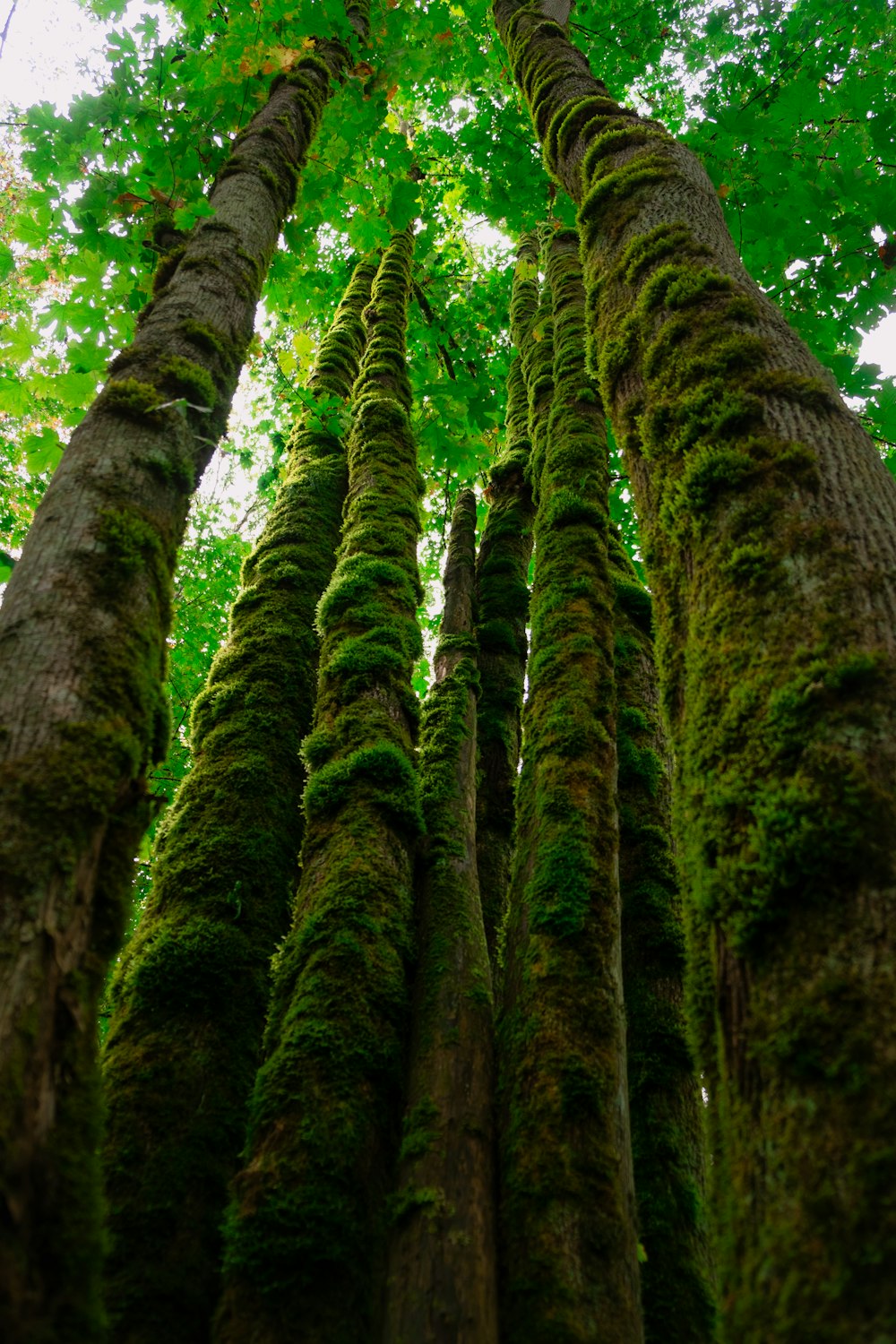 a group of moss covered trees in a forest